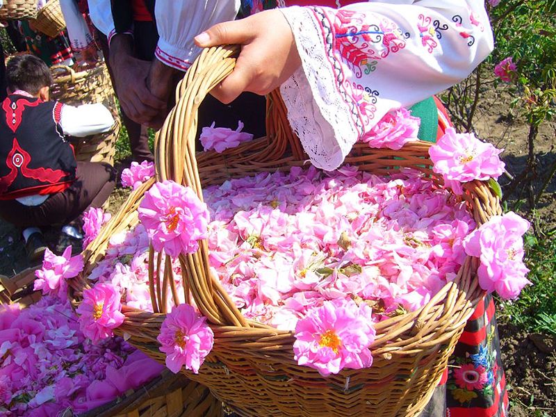 Rose Festival ~ Rose Picking session, 800x600, optimized